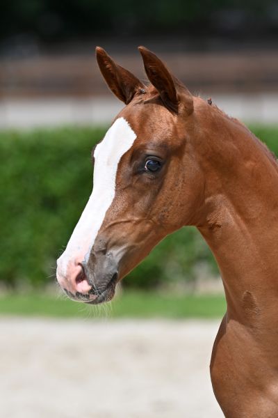 tagano-ts-z tagano-ts-z