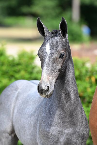 chablis-2000-z-12 chablis-2000-z-12