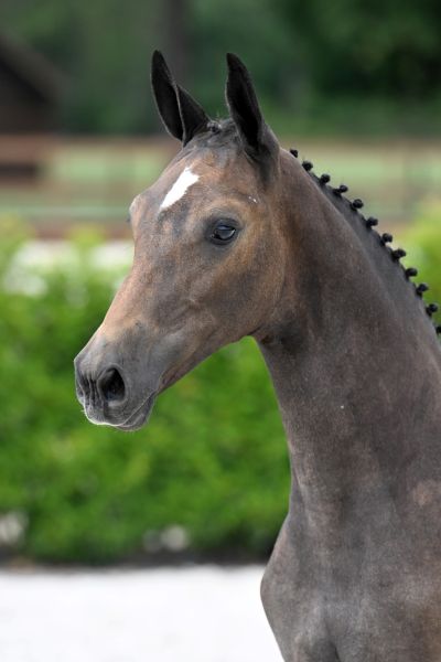 hera-2000-z-hoofd-large hera-2000-z-hoofd-large