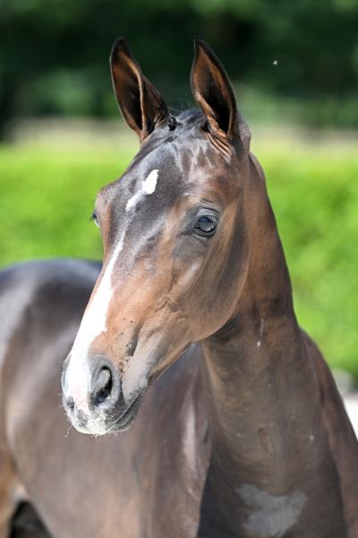 tequila-2000-z-hoofd-large tequila-2000-z-hoofd-large