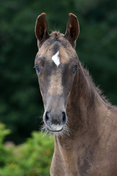 cardey-van-insha-z-63 cardey-van-insha-z-63