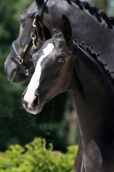 casparo-van-het-leike-z casparo-van-het-leike-z