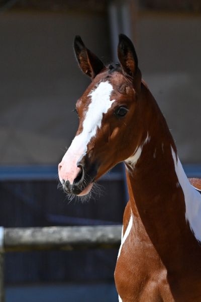 color-de-sagre-z-97 color-de-sagre-z-97