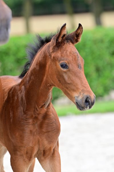 coco-van-het-hobos-z-45 coco-van-het-hobos-z-45