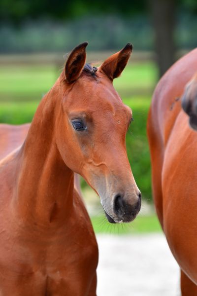 camita-s-z-1 camita-s-z-1