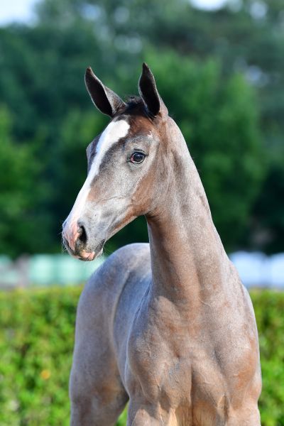 connery-de-betze-z-63 connery-de-betze-z-63