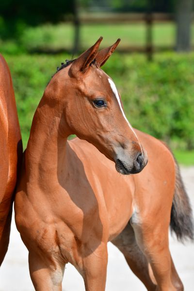 grace-van-het-scheefkasteel-z-3 grace-van-het-scheefkasteel-z-3