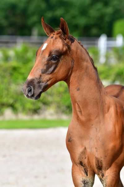 conthartique-z-27 conthartique-z-27