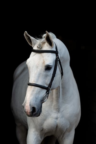 ASKARI x CARTHAGO Z Asca Z