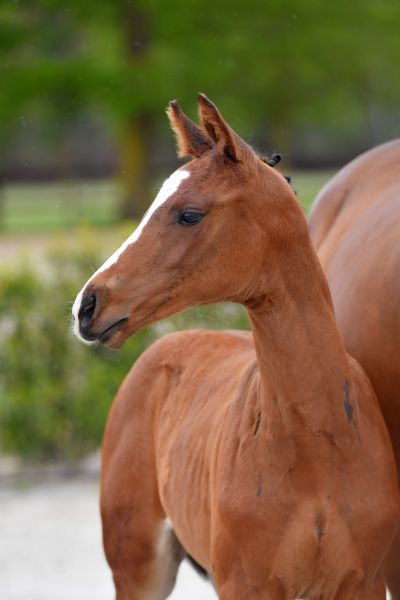 coeurdhro-van-t-lief-kozen-z coeurdhro-van-t-lief-kozen-z