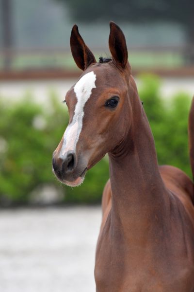 chantilly-aeg-z chantilly-aeg-z