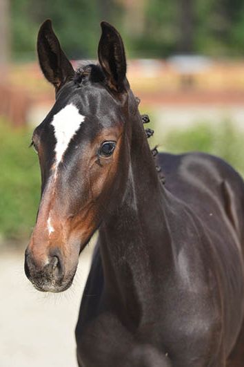 veulenskop2020website46 veulenskop2020website46