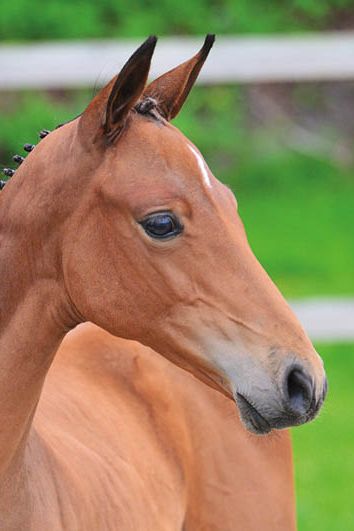 veulenskop2020website51 veulenskop2020website51