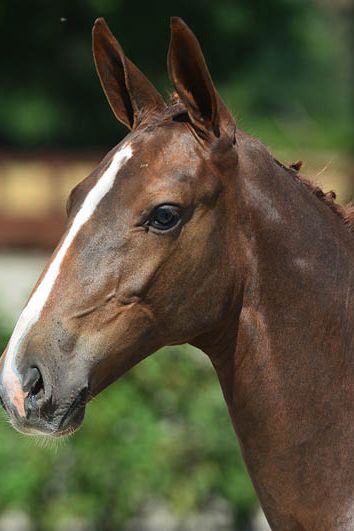 veulenskop2020website58 veulenskop2020website58