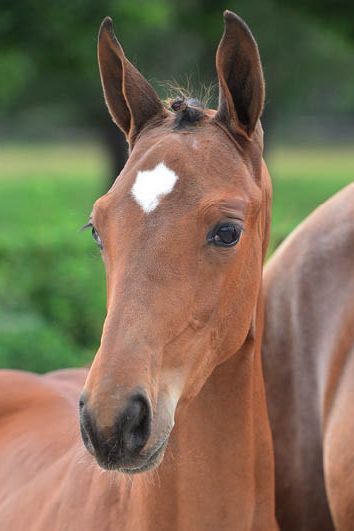 veulenskop2020website65 veulenskop2020website65