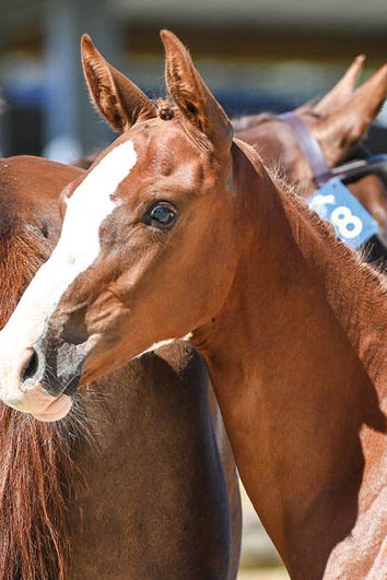 veulenskop2020website77 veulenskop2020website77