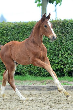 harun-vd-hunters-z-73 harun-vd-hunters-z-73