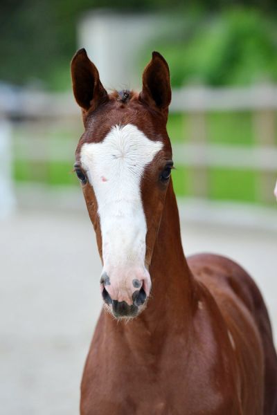 dolicipina-6 dolicipina-6