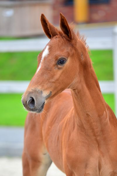 ducassin-3-large ducassin-3-large