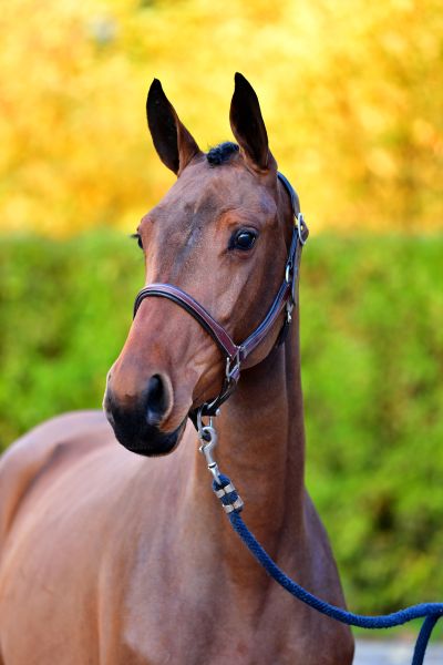 ciska20191107-ga63410-10 ciska20191107-ga63410-10