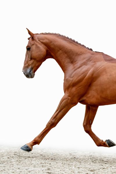 AGANIX DU SEIGNEUR Z x NABAB DE REVE Astronomic VH Legita Hof Z