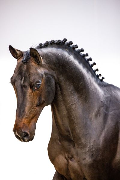 Brunetti Z Brunetti Z