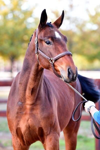 thor-ter-wilgen-z-15-00-49 thor-ter-wilgen-z-15-00-49