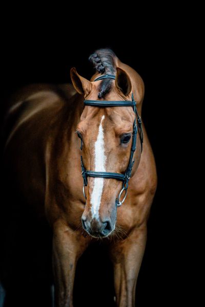 Kassander Van 't Roosakker Z  Kassander Van 't Roosakker Z