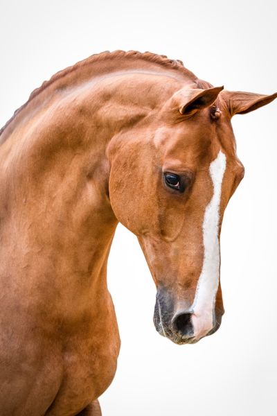 Comilfo Plus Z Comilfo Plus Z