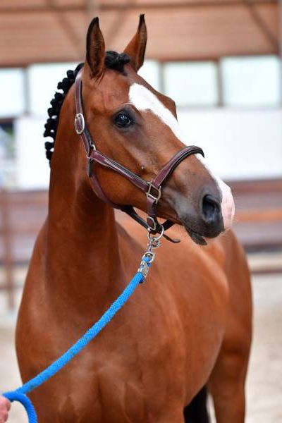 armely-k-3 armely-k-3