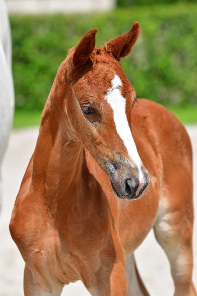 for-friendship-ps-z-49 for-friendship-ps-z-49