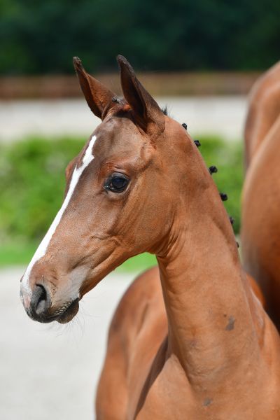 history-jt-z-41 history-jt-z-41