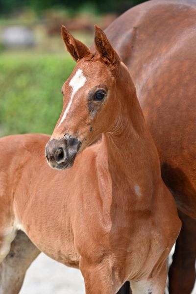 agadette-s-z-99 agadette-s-z-99