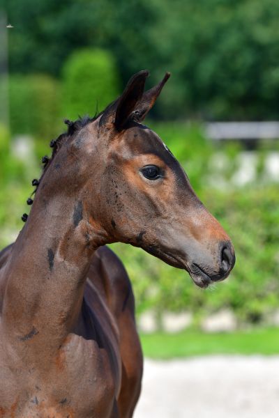 clay-de-nyze-z-44 clay-de-nyze-z-44