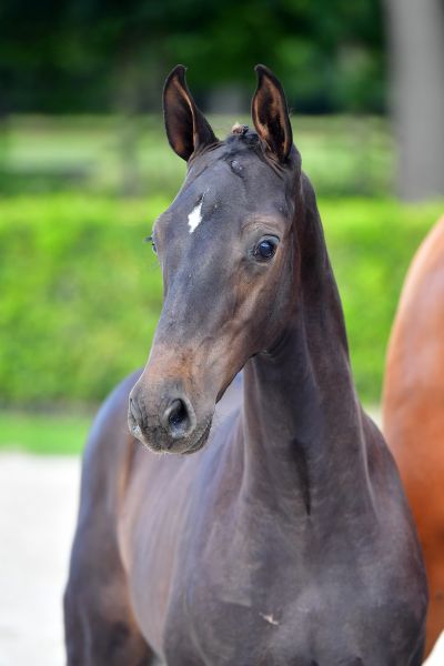 call-me-angelo-ch-z-16 call-me-angelo-ch-z-16