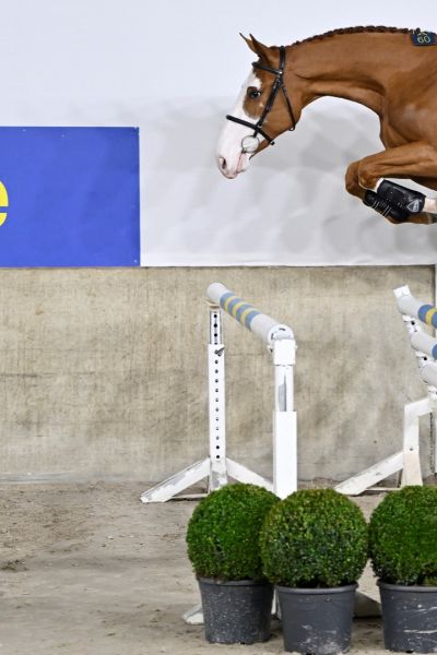 Ambassador Z Ambassador Z