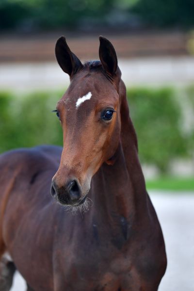 chaccos-creation-jt-z-hoofd-large chaccos-creation-jt-z-hoofd-large