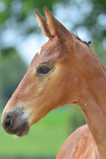 veulenskop2020website26 veulenskop2020website26