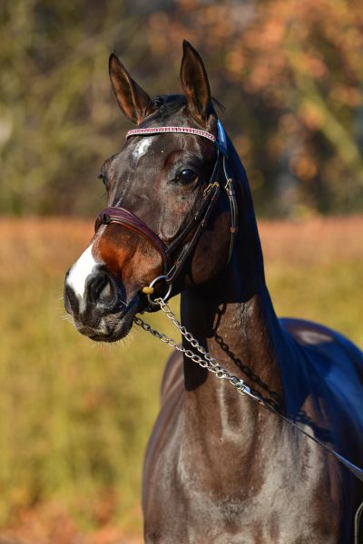 lidocainega67650 lidocainega67650