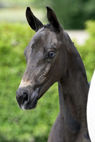 Cassanova 2000 Z Cassanova 2000 Z