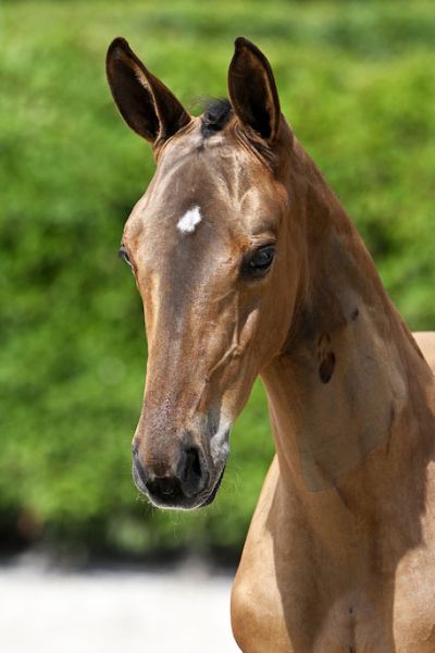 Chiron 2000 Z Chiron 2000 Z