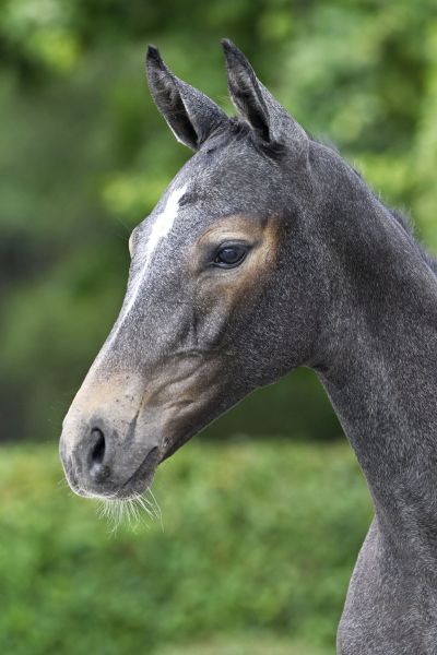 Quintero van de Geeneinde Z 2 Quintero van de Geeneinde Z 2