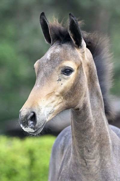 Ultra-Nova v/d Roten Z 2 Ultra-Nova v/d Roten Z 2