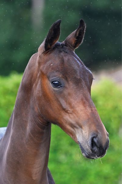 71 Cyclone T40 Z 71 Cyclone T40 Z