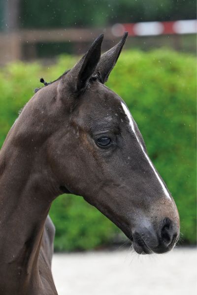 85 Baloutinka Diamond ML Z 85 Baloutinka Diamond ML Z