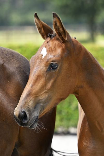 Chacco Blue x Taloubet Z Chaccolina Z