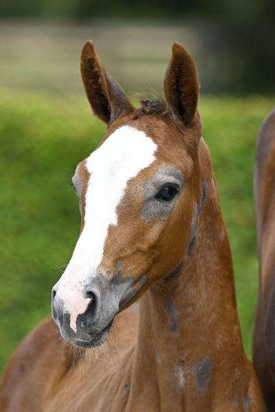 Mylord Carthago x Ogano Sitte Musthave v/d Braembeier Z