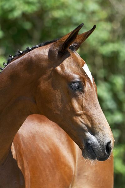 Donthargos x For Pleasure  Da Vinci Z