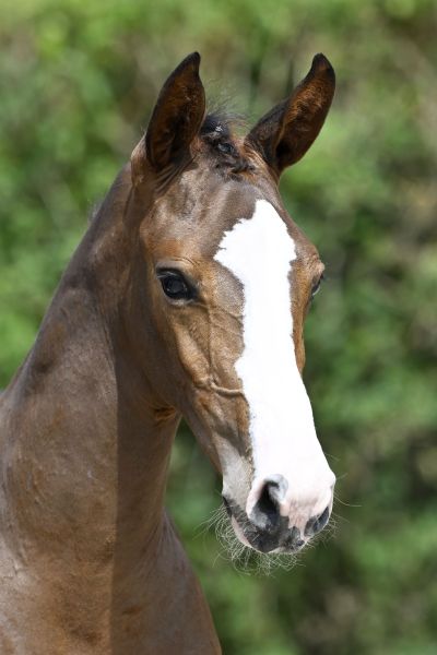 Adagio DCK Z Adagio DCK Z