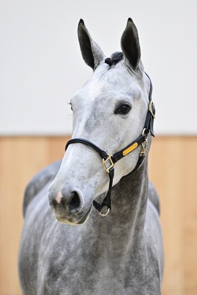 Aganix du Seigneur Z x George Z Apanatschi Z